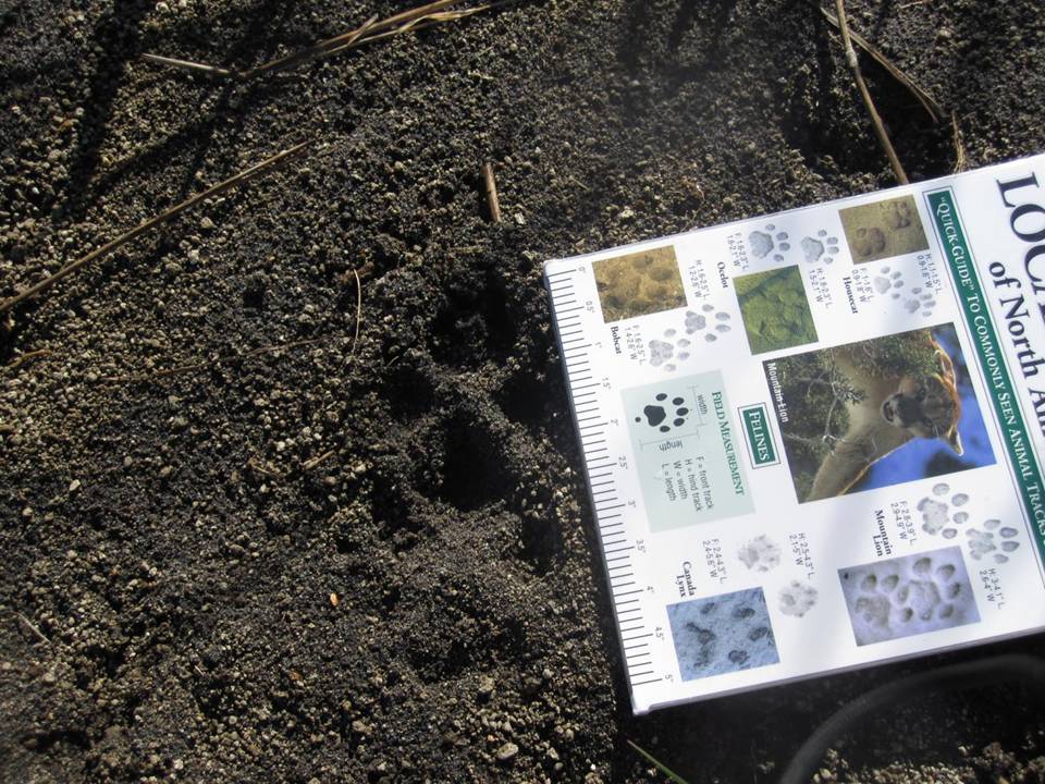 Coyote track