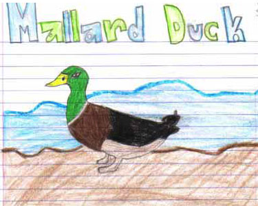 mallard duck