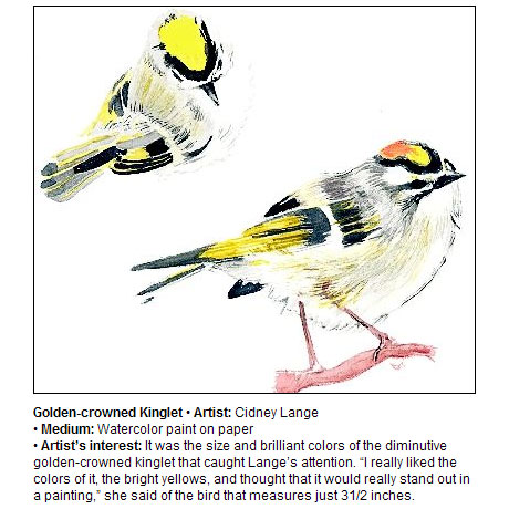 Golden Crowned Kinglet Illustration