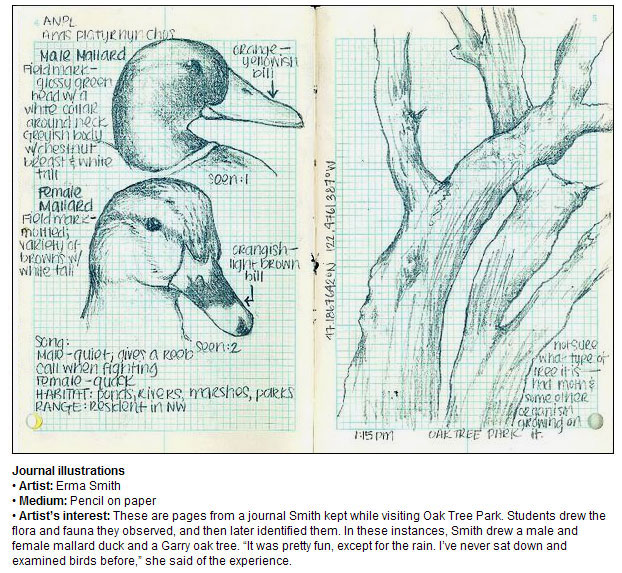 Mallard Illustration