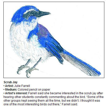 Scrub Jay Illustration