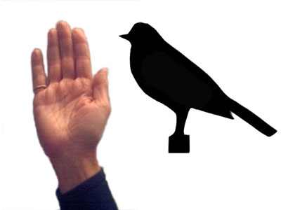 robin size