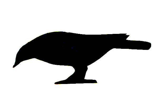 bird image