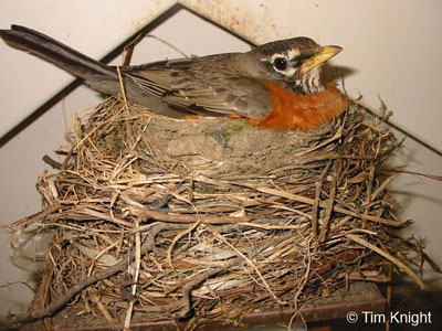 robin sits on a nest