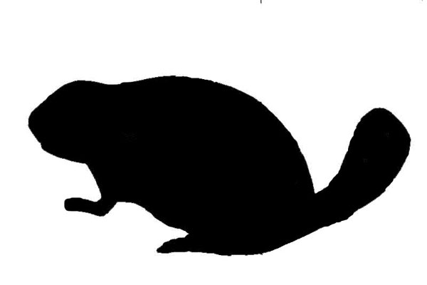mammal image