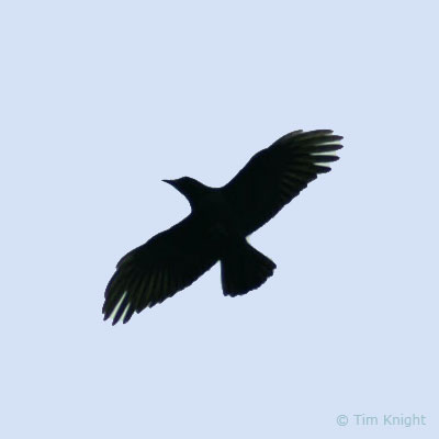 crow photo