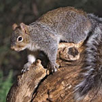 Western gray squirrel