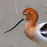 American Avocet