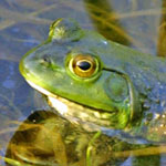 amphibians