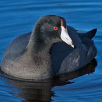 American Coot