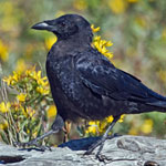 American Crow