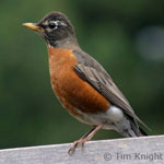 American Robin