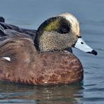 American Wigeon