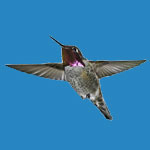 Anna's Hummingbird