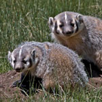 Badger