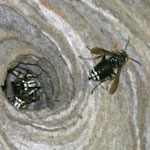 Bald-faced hornet