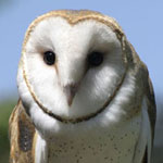 Barn Owl