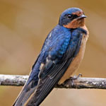 Barn Swallow