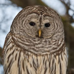 Barred Owl