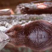Beaver