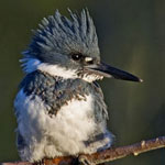 Belted Kingfisher