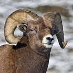 Bighorn sheep