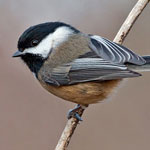 Black-capped Chickadee