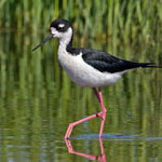 Black-necked Stilt