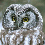 Boreal Owl