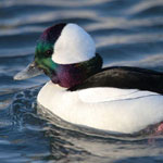 Bufflehead