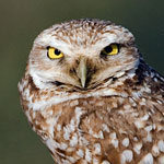 Burrowing Owl