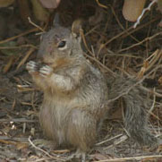 California ground squirrel