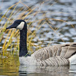 Canada Goose