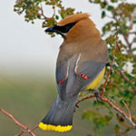 Cedar Waxwing