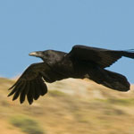 Common Raven