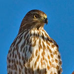 Cooper's Hawk