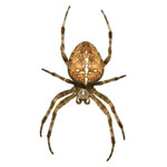 Cross Spider