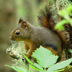 Douglas squirrel