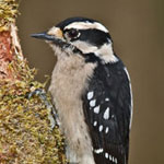 Downy Woodpecker