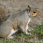 Eastern gray squirrel