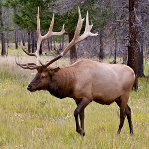 Elk