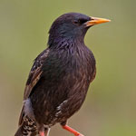 European Starling