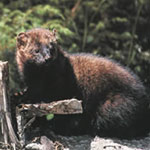 Fisher