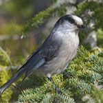 Gray Jay