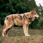 Gray wolf