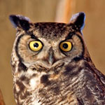 Great Horned Owl