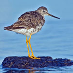 Greater Yellowlegs