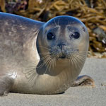 Harbor seal