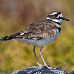 Killdeer