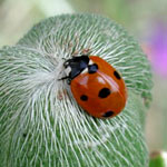 Ladybug